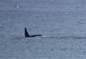 Orcas Killer Whales Aberdeenshire North East Scotland