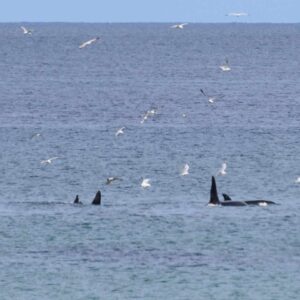 Orcas Killer Whales Aberdeenshire North East Scotland
