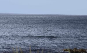 Orcas Killer Whales Aberdeenshire North East Scotland