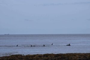 Orcas Killer Whales Aberdeenshire North East Scotland