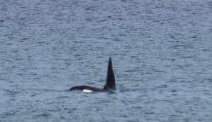 Orcas Killer Whales Aberdeenshire North East Scotland