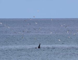 Orcas Killer Whales Aberdeenshire North East Scotland