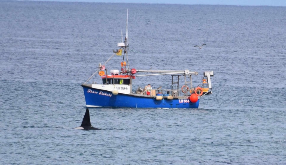 Orcas Killer Whales Aberdeenshire North East Scotland 1 Orcas Killer Whales Aberdeenshire North East Scotland